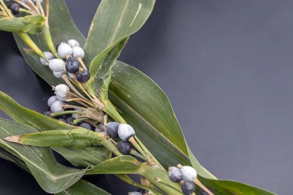 İş 's (bilimsel adı Coix lachryma jobi Linn. dır) gözyaşları yaprakları ile