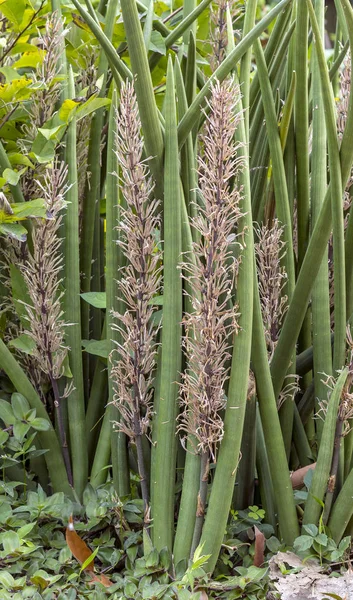 Sansevieria cylindrica Bojer, Dracaenaceae, çiçekli