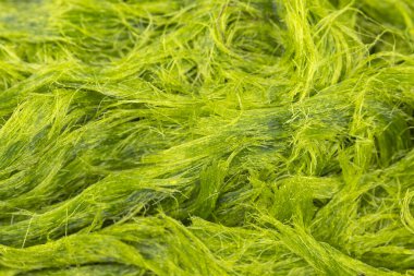 Tatlı su yeşil yosunları bilimsel adı Spirogyra sp. 