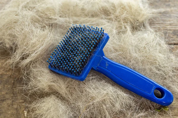 Ahşap masada mavi yağmurlukla tımar ve temizlik yaptıktan sonra bir demet köpek kılı.