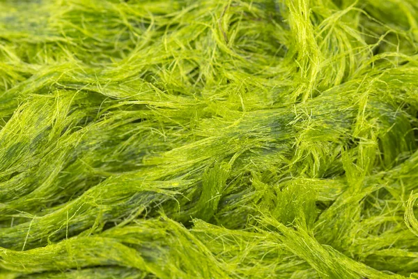 Algas Verdes Agua Dulce Nombre Científico Spirogyra — Foto de Stock