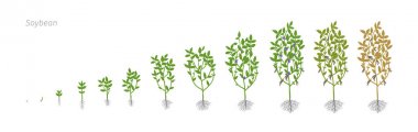 Soya Glycine max. Büyüme aşamalarında illüstrasyon vektör