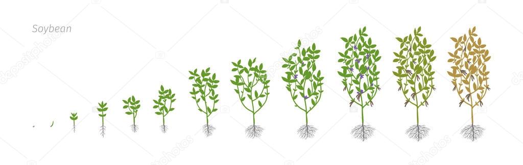 Soybean Glycine max. Growth stages vector illustration