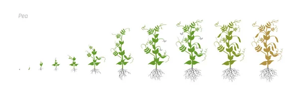 Ilustracja wektorowa grochu Pisum sativum uprawy rolnictwa etapy wzrostu — Wektor stockowy