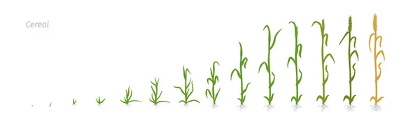 Pianta da grano Triticum coltivazione agricoltura Fasi di crescita vettoriale illustrazione Grafiche Vettoriali