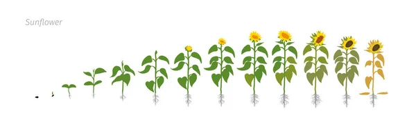 Ayçiçeği bitkisi. Helianthus annuus. Büyüme aşamalarında illüstrasyon vektör.