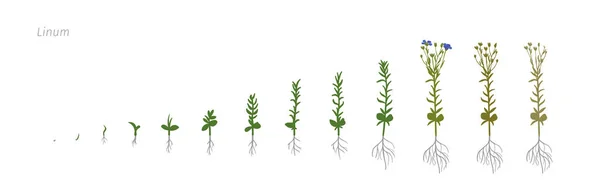 Flax Linum usitatissimum Tahap vektor ilustrasi pertumbuhan - Stok Vektor