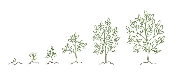 Alberi, schizzo delle fasi di crescita. Progressi nell'animazione. Sviluppo delle piante. Linea vettoriale disegnata a mano . — Vettoriale Stock