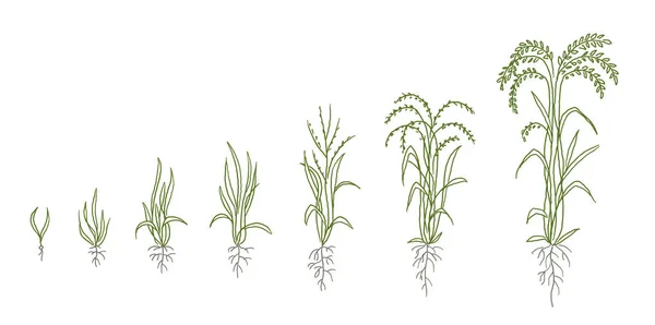 Esboço de estágios de crescimento de arroz. Oryza sativa animação progresso. Agricultura de desenvolvimento de plantas. Linha vetorial desenhada à mão . — Vetor de Stock
