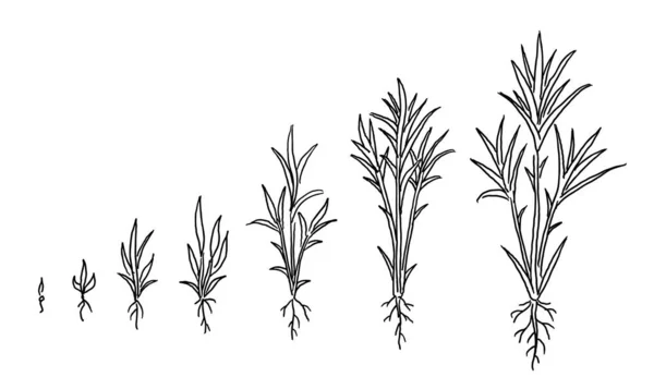 Zuckerrohr. Animation der Entwicklung des Pflanzenwachstums. von Hand gezeichneter Vektor schwarze Linie Umriss. — Stockvektor