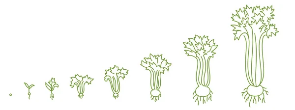 Planta de apio, etapas de crecimiento. Animación del proceso de desarrollo. Conjunto de Agricultura. Línea vectorial contorno . — Archivo Imágenes Vectoriales