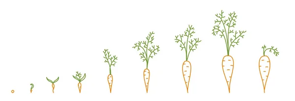 Zanahorias, etapas de crecimiento. Animación del proceso de desarrollo. Conjunto de Agricultura. Dibujo de color vector línea de contorno . — Vector de stock