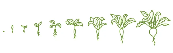 Barbabietola, fasi di crescita. Animazione del processo di sviluppo. Set di agricoltura barbabietola. Schizzo disegnato a mano . — Vettoriale Stock
