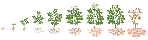 Aardappelen planten kweken proces groenten planten. Aardappelgroeistadia, plantproces. Levenscyclus van zaad tot rijpe infographic. — Stockvector