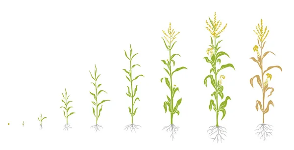 Proces uprawy roślin Mais. Rośliny Agrokultury. Etapy wzrostu kukurydzy, proces sadzenia. Zea mays cykl życia od nasion do dojrzałej infografiki. — Wektor stockowy