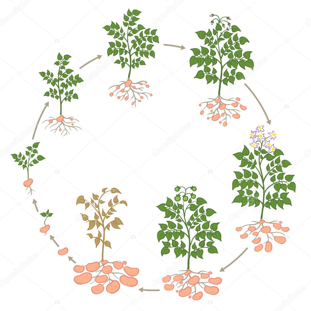 Life cycle Potato plant circle growing process vegetables plants. Potato growth stages, planting process. From seed to ripe infographic.
