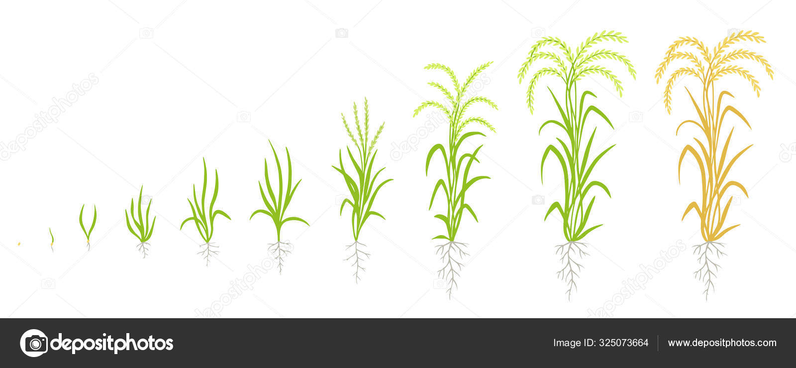 Growth stages of rice plant. The life cycle agriculture. Rice increase phases. Oryza sativa. Ripening period. Animation of progress. Vector. Stock Vector Image by ©ilyakalinin #325073664 Growth stages of rice plant. The life cycle agriculture. Rice increase phases. Oryza sativa. Ripening period. Animation of progress. Vector. Stock Vector Image by ©ilyakalinin #325073664