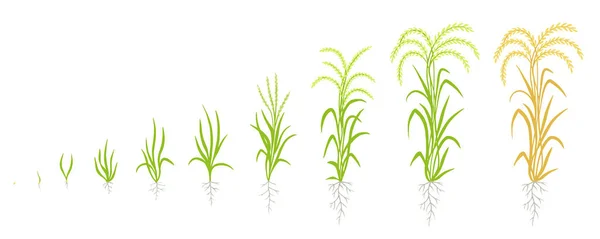 Etapy wzrostu roślin ryżowych. Rolnictwo w cyklu życia. Fazy wzrostu ryżu. Oryza sativa. Okres dojrzewania. Animacja postępu. Wektor. — Wektor stockowy