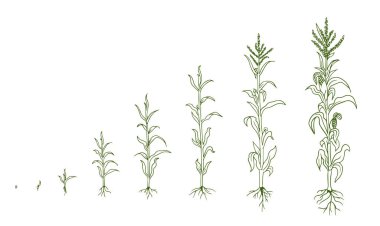 Mais bitki yetiştirme süreci. Agrikultura bitkileri. Mısır yetiştirme aşamaları, ekme süreci. Zea yaşam döngüsü bilgisini mayalar. El çizimi çizimi vektör çizgisi.