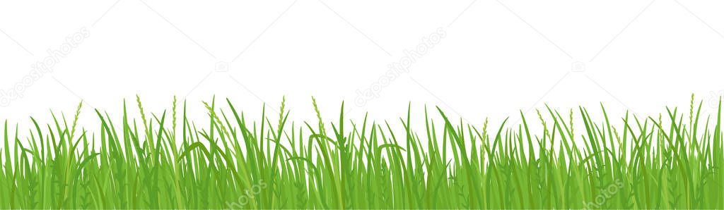 Grass lawn vector background. Green field borders. Design element, frame green grass.
