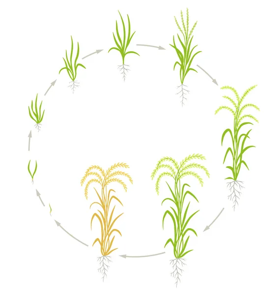 Tahap pertumbuhan tanaman padi. Lingkaran hidup siklus pertanian. Nasi meningkatkan fase. Oryza sativa. Animasi kemajuan . - Stok Vektor