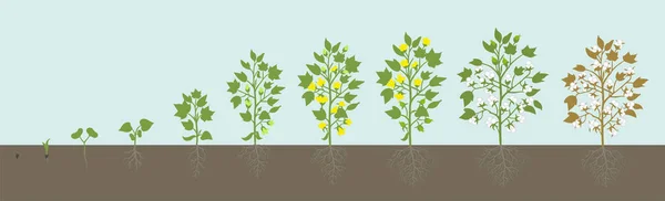 Etapas de cultivo de la planta de algodón. Crecimiento agrícola. Fase de fertilizantes. Harvest Gossypium desarrollo de la animación progresión. Infografía vectorial . — Vector de stock