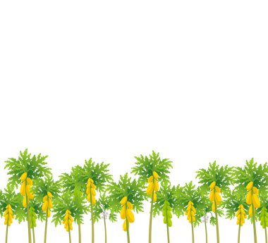 Papaya ağacı. Papaw bitkisi hasadı. Ağaçta olgunlaşmış büyük sarı papaya meyveleri. Carica vektörü. Mesaj için yer. Boşluğu kopyala.