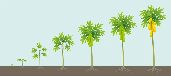 Papaya tree growing process. Papaw development stage. Ripening period vector infographic. — 스톡 벡터