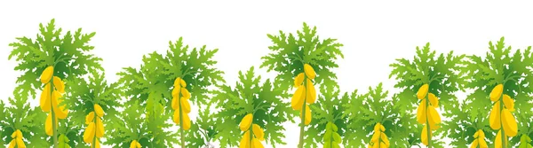 Drzewo papai. Plantacja łapy. Duże żółte owoce papai na drzewie. Ilustracja wektora. — Wektor stockowy