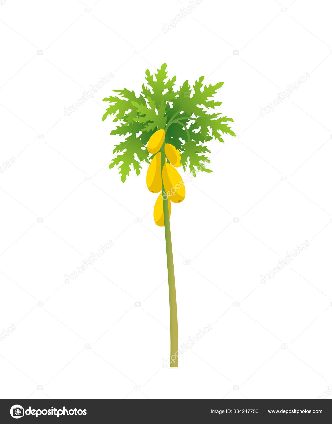 Papaya tree. Papaw plant. Large yellow papaya fruits on a tree. Flat vector  illustration. Stock Vector Image by ©ilyakalinin #334247750