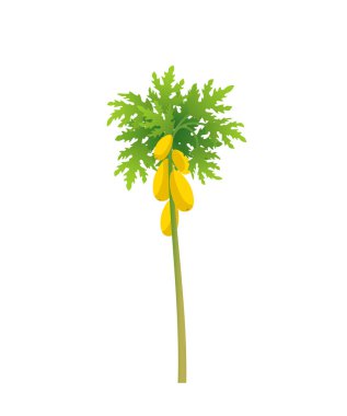 Papaya ağacı. Papaw bitkisi. Ağaçtaki büyük sarı papaya meyveleri. Düz vektör illüstrasyonu.