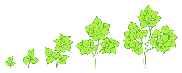 나무의 성장 단계. 개발 단계. 애니메이션 이 진행됩니다. 무르익는 시기. 녹색 벡터 인포 그래픽. — 스톡 벡터