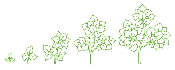 Tree growth stages. Development stage. Animation progression. Ripening period. Contour green line vector infographic. — 스톡 벡터