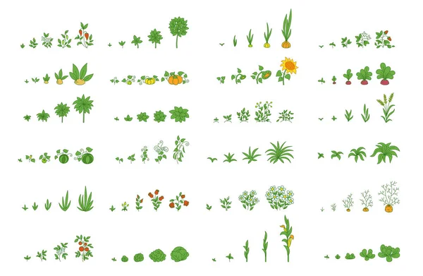 Landwirtschaftliche Pflanzen, Wachstum eingestellt. Wachsende Pflanzen animieren das Fortschreiten. Vektorbepflanzung Infografik. — Stockvektor