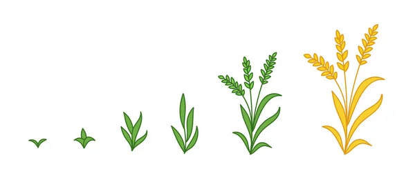 Stades de croissance du seigle céréalier. Développement des céréales de blé. Récoltez la progression de l'animation. Mûrissement agricole infographie vectorielle . — Image vectorielle