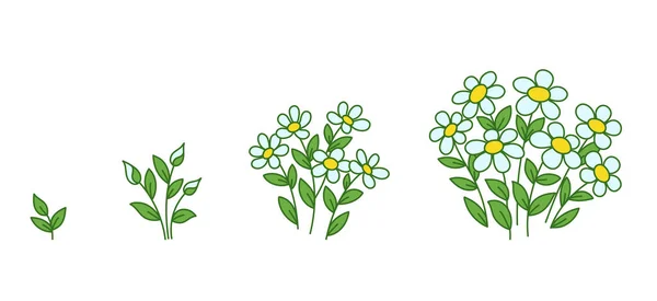 Χαμομήλι λουλούδια φυτά στάδια ανάπτυξης. Ανάπτυξη χαμομηλιού. Περίοδος εξέλιξης κίνησης Daisy. Κατάστημα λουλουδιών. Πληροφορίες διανύσματος. — Διανυσματικό Αρχείο