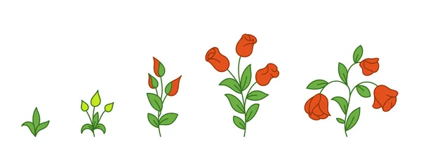 Στάδιο ανάπτυξης του κόκκινου τριαντάφυλλου. Άνθη ανάπτυξη φυτών. Περίοδος εξέλιξης της ροζέ κίνησης. Κατάστημα λουλουδιών. Πληροφορίες διανύσματος. — Διανυσματικό Αρχείο