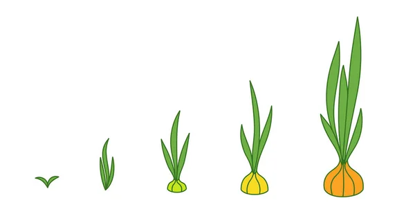 Zwiebelpflanze. Wachstumsstufen. Reifezeit. Der Lebenszyklus der Schalotte. Kontur grüne Linie Vektor-Infografik. Entwicklung der Animationsfortschritte. — Stockvektor