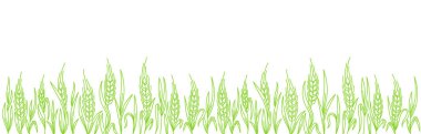 Yeşil çavdar otu. Mısır gevreği tarlası. Buğday tarımı kulakları. Contour çizgisi vektörü. Mesaj için yer. Uzayı kopyala Yatay pankart. Arkaplan çerçevesi.