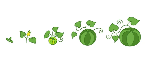 Vattenmelonplantan. Tillväxtstadier. Mognadsperiod. Citrullus livscykel. Kontur grön linje vektor infographic. Utveckling av animation. — Stock vektor