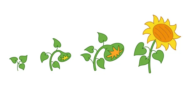 Solrosolja. Tillväxtstadier. Mognadsperiod. Livscykeln för helianthus. Kontur grön linje vektor infographic. Utveckling av animation. — Stock vektor