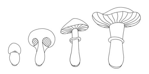 Cycle de vie des champignons. Étapes de la croissance des champignons. Stade de développement animation progression. Période de maturation infographie vectorielle . — Image vectorielle