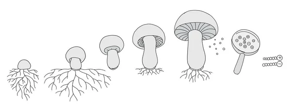 O ciclo de vida dos cogumelos. Estágios de crescimento de cogumelos. A cultivar micélio em casa. Progressão de animação em estágio de desenvolvimento. Infográfico vetorial do período de maturação . — Vetor de Stock