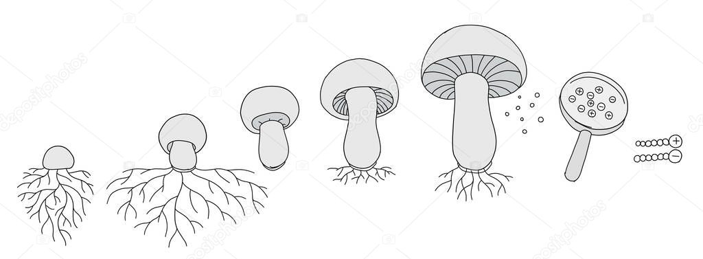 The life cycle of mushrooms. Stages of mushroom growth. Growing mycelium at home. Development stage animation progression. Ripening period vector infographic.