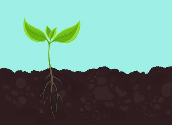 Semenná klíčivost. Mladá kytka. Výhonky na půdě. Rostliny rostou v zemi. Zemědělské jarní pole. Vektor. — Stockový vektor