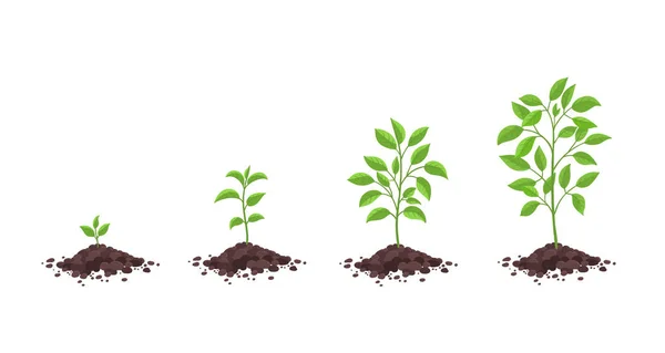 Growth stages diagram. Sprout seedling shoot germination in the pile dirt soil. Development stage. Animation progression. Vector infographic. Business cycle development. — Stock Vector
