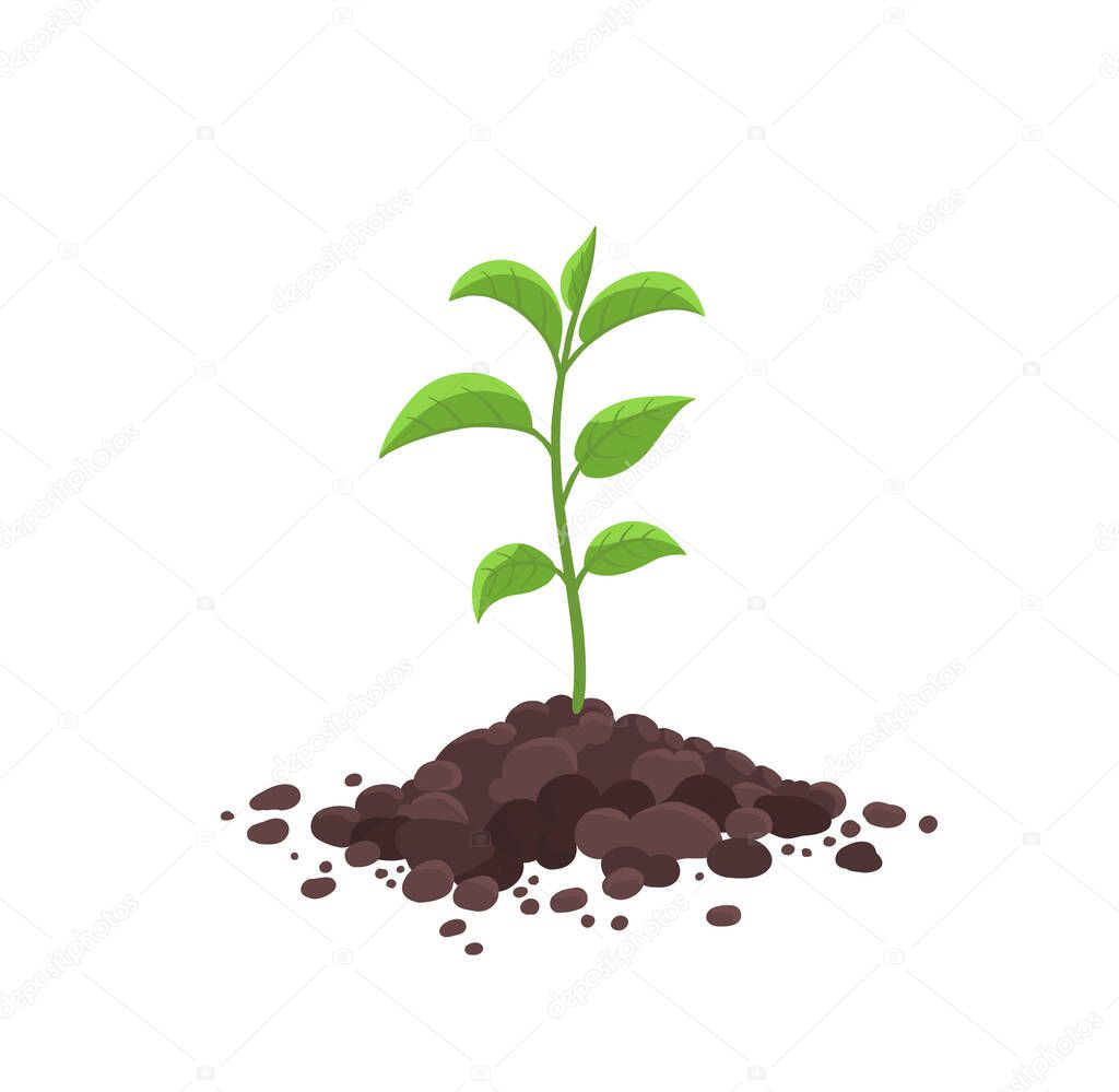 Sprout seedling shoot germination in the pile dirt soil. Young tree growing in the ground. Agricultural plant spring. Vector.