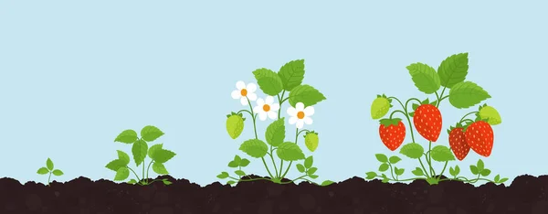 Stades de croissance des fraises. Récolter le développement des plantes fragiles. Sur le sol. Dans le jardin. Période de maturation des baies. Vecteur . — Image vectorielle