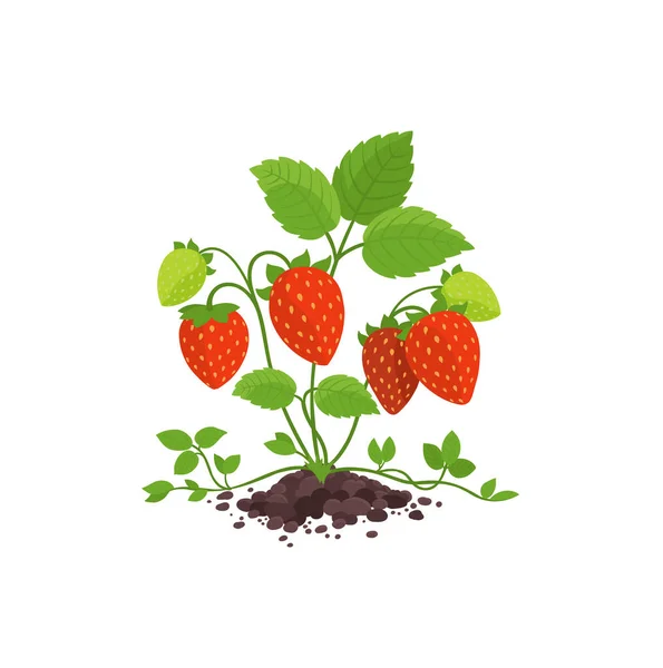 Fábrica de arbusto de morango de jardim com grandes bagas maduras vermelhas. A crescer no solo. Fragaria moschata. Colheita. Vetor . — Vetor de Stock