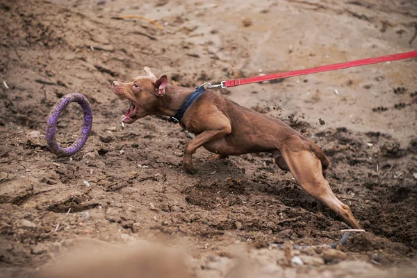 Jogo Pit Bull Terrier Dos Touros Canil Dognik — Fotografia de Stock